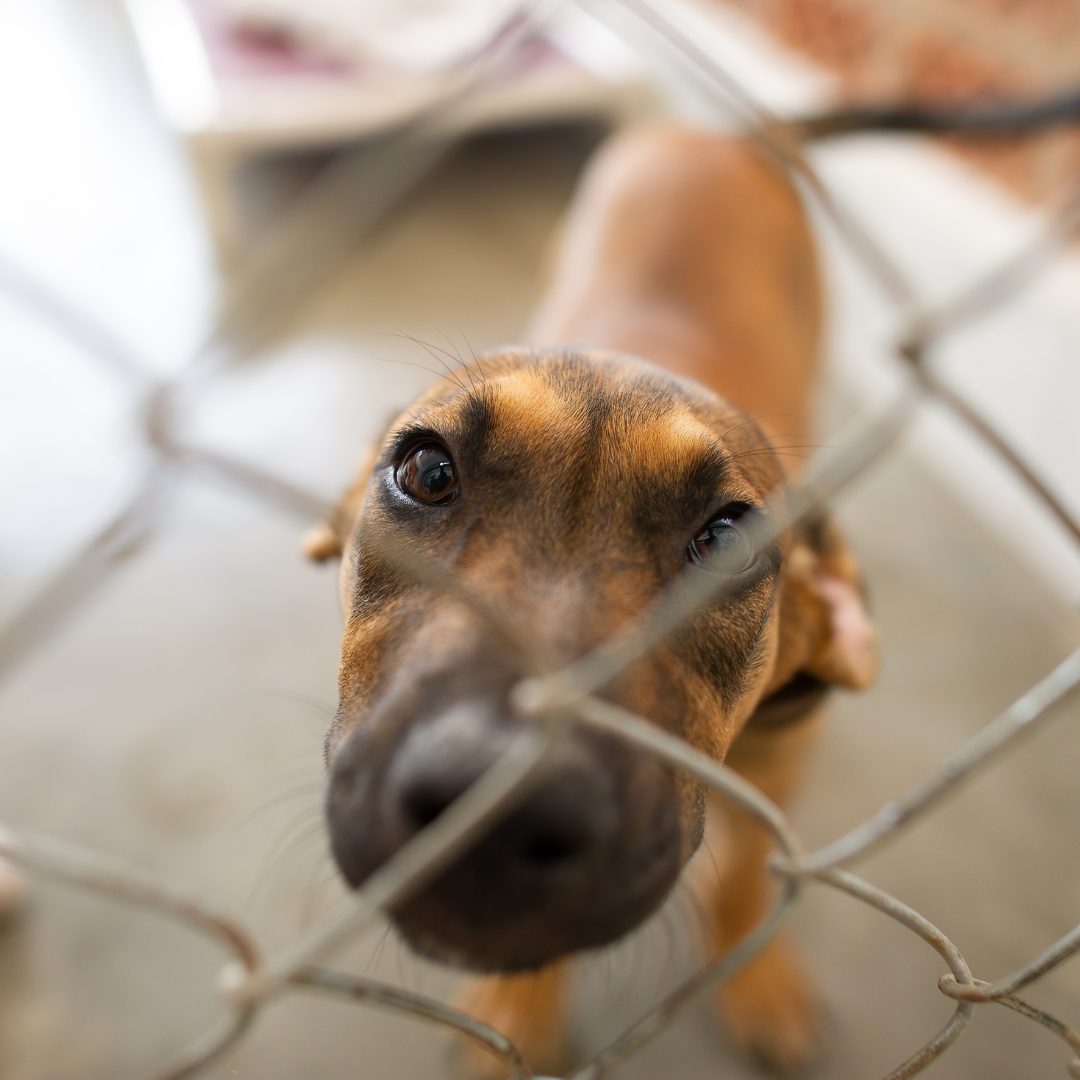 This Little Light | Supporting Chattanooga Animal Shelters