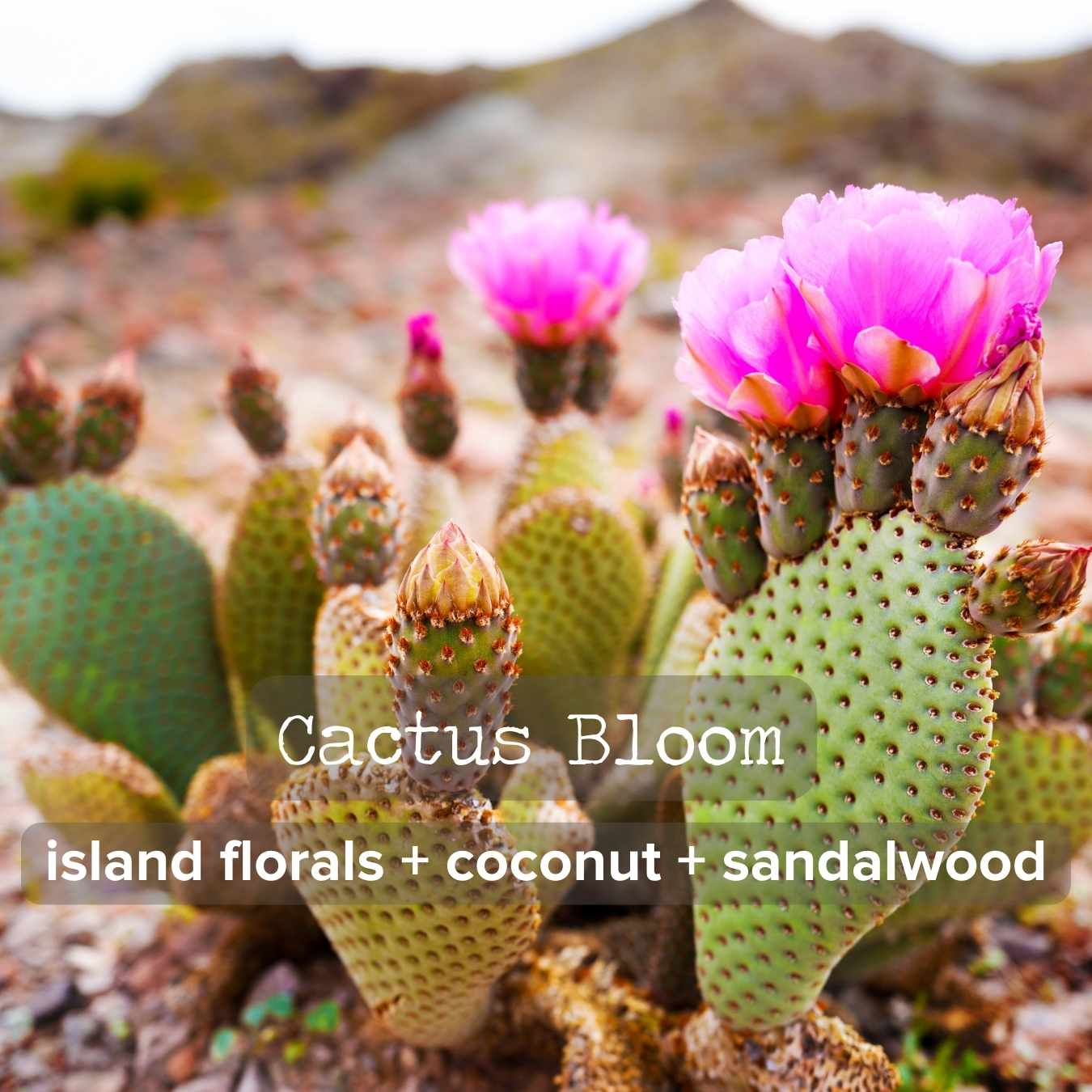 Bulk Ordering | Order 25+ 4oz. Candles and Save!