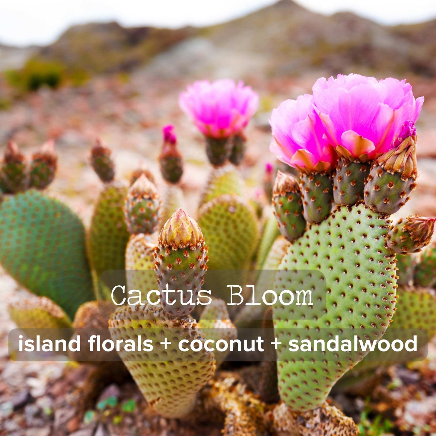 Bulk Ordering | Order 25+ 8oz Candles and Save!