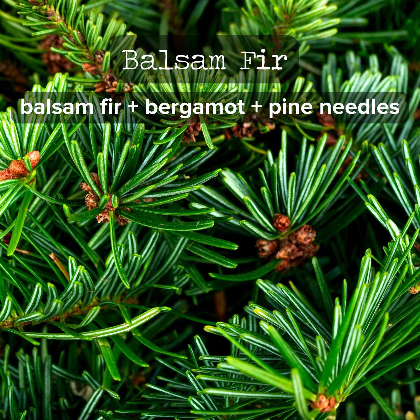 Bulk Ordering | Order 25+ 8oz Candles and Save!